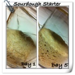 sourdough starter day 1 and 5